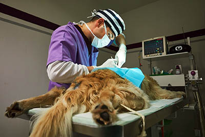 Tierarzt operiert Hund mit Krebs