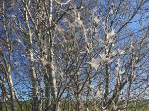 Eichenprozessionsspinner im Baum erkennen