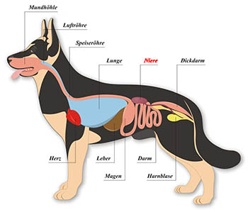 Niere beim Hund - Innere Organe