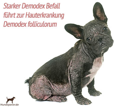 Hund mit Demodex Milben und Hauterkrankung Demodex folliculorum