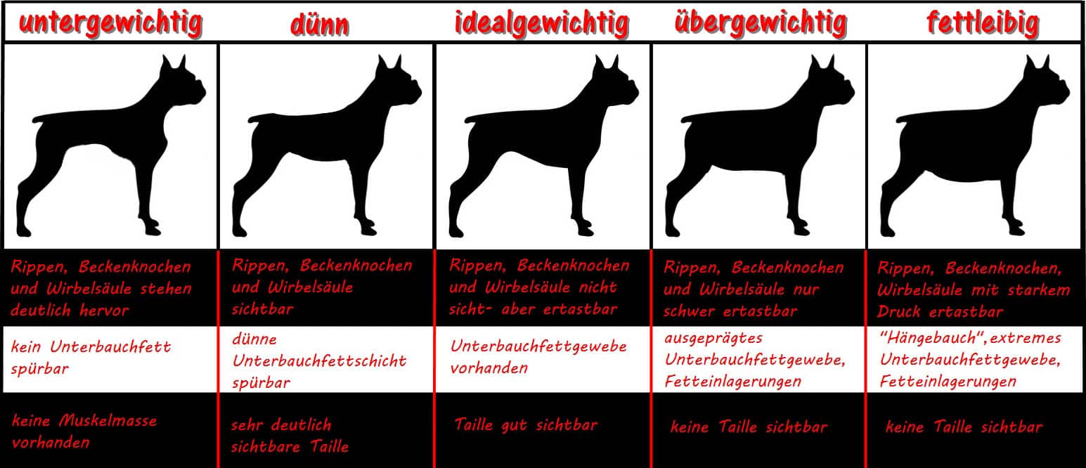 Infografik: Wie erkennt man Übergewicht beim Hund?
