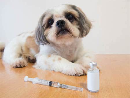 Hund mit Diabetes mellitus (Zuckerkrankheit)