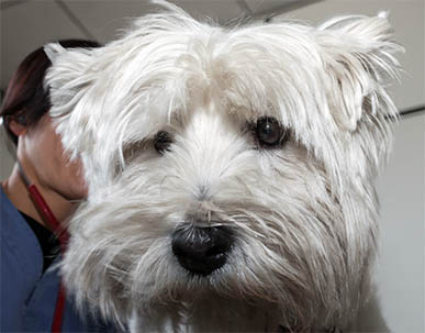 Hund mit akuter Niereninsuffizienz bei Untersuchung