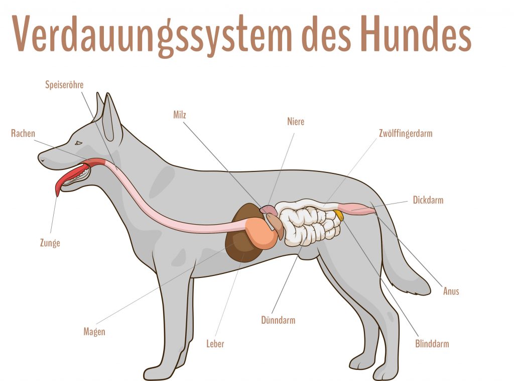 Verdauungssystem beim Hund - Infografik