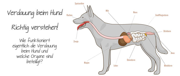Verdauung bei Hunden ᐅ Verdauungssystem ᐅ HundePower.de