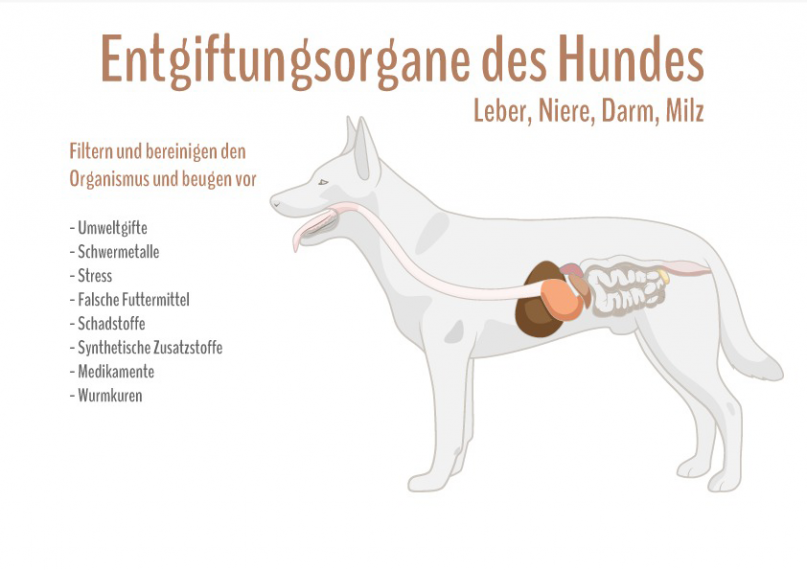 Entgiftung beim Hund ᐅ Ursachen und Hilfe ᐅ HundePower.de
