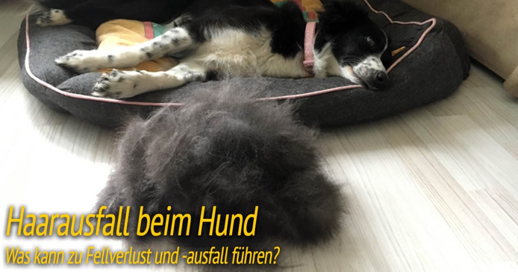 Haarausfall beim Hund ᐅ Fellverlust Ursachen &amp; Hilfe ᐅ HundePower.de