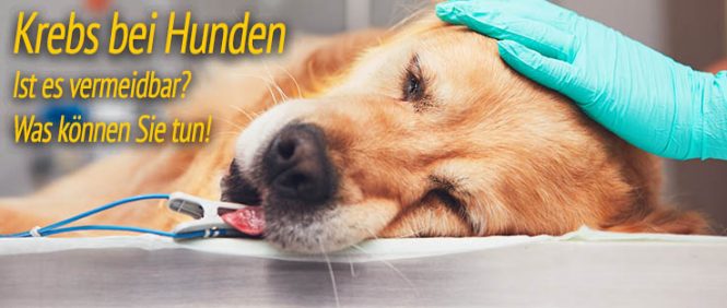 Krebs bei Hunden ᐅ Ursachen &amp; Hilfe bei Tumore ᐅ HundePower.de