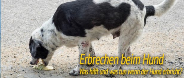 Erbrechen beim Hund ᐅ Ursachen und Hilfe ᐅ HundePower.de
