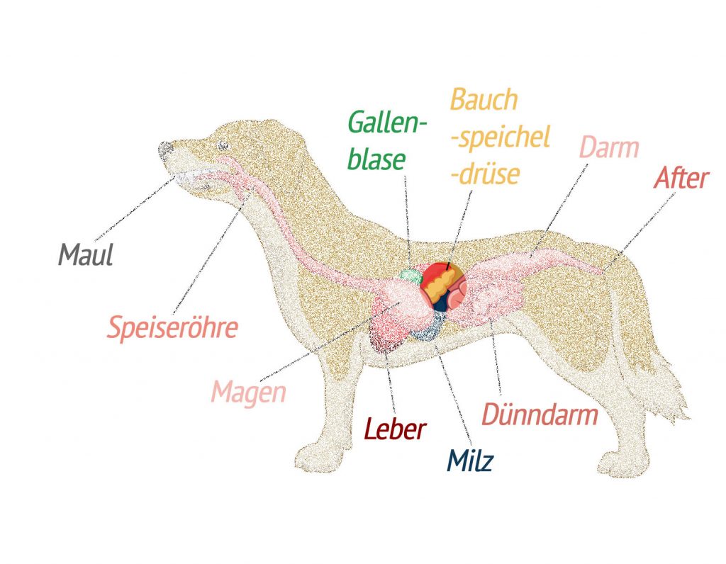 Bauchspeicheldrüse beim Hund