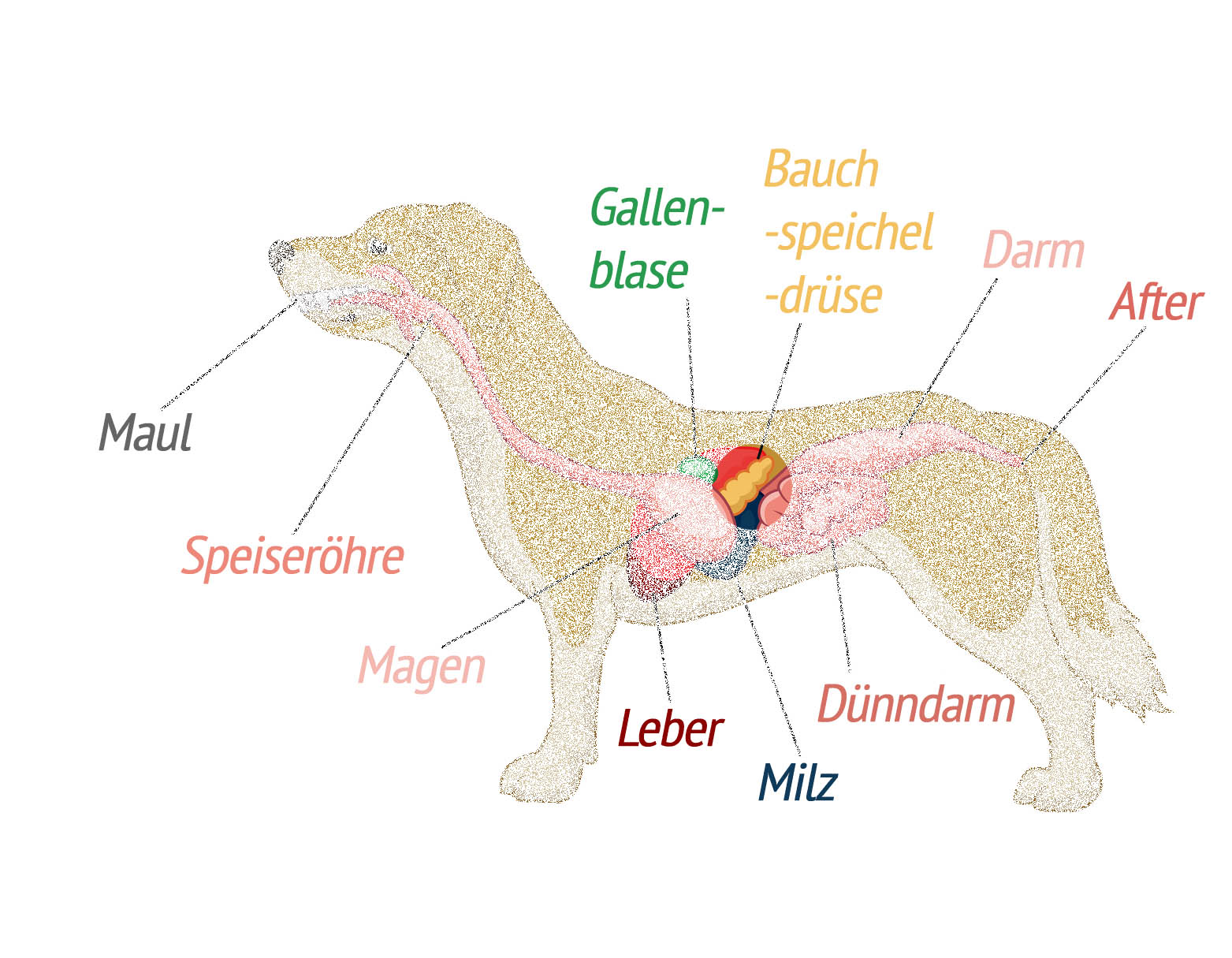 Pankreatitis beim Hund ᐅ Was tun bei Bauchspeicheldrüsenentzündung?