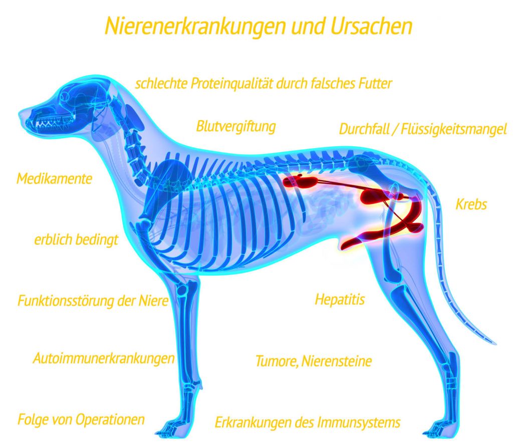 verschiedene Ursachen von Nierenerkrankungen beim Hund