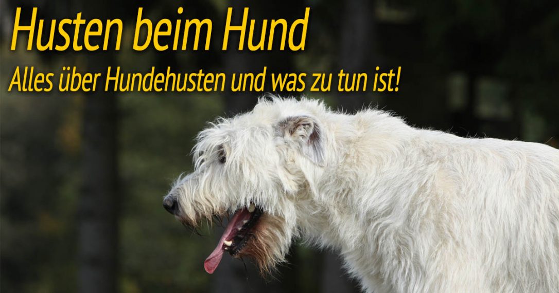 Husten beim Hund ᐅ Ursachen und Hilfe ᐅ HundePower.de