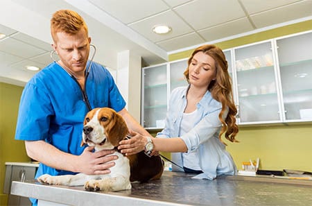 Beagle beim Tierarzt