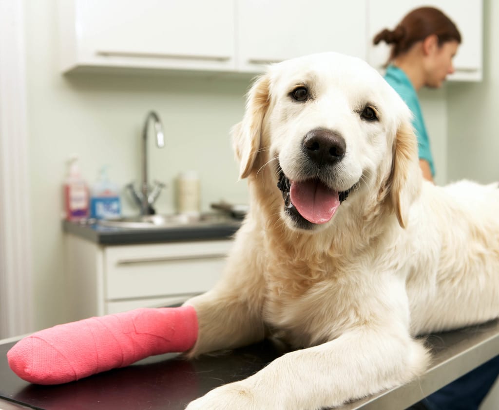 Überprüfung nach Schleimbeutel Operation beim Hund