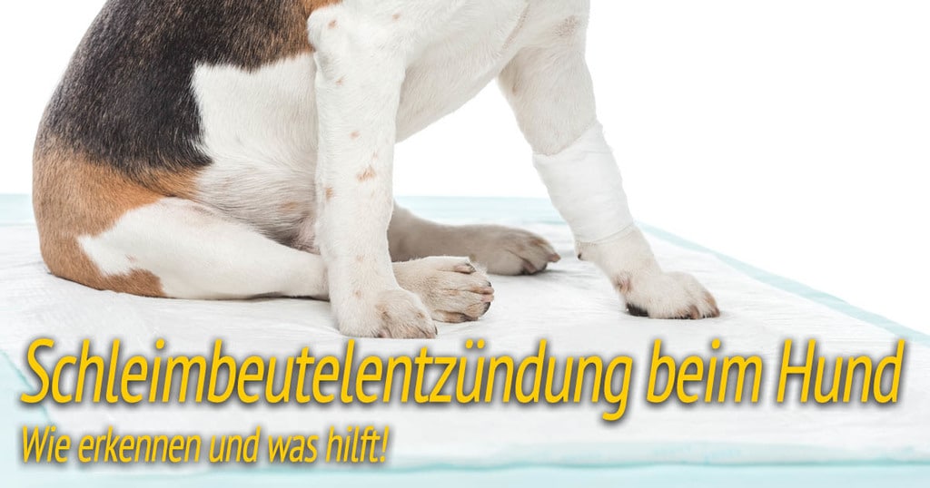 Schleimbeutelentzündung beim Hund ᐅ Ursache + Hilfe ᐅ HundePower.de