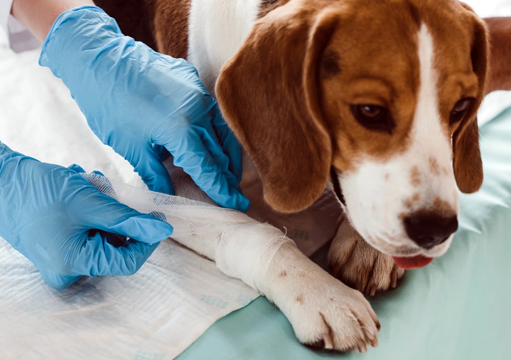 Verbandwechsel beim Hund nach Schleimbeutelbehandlung