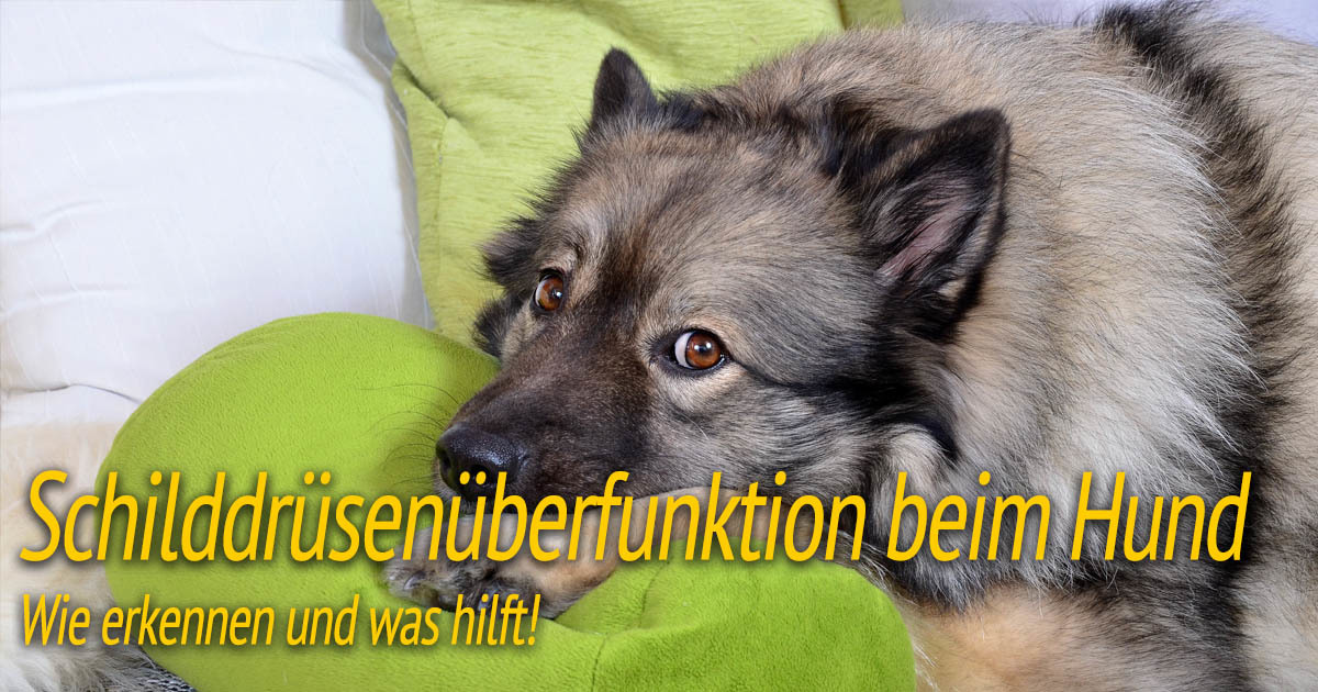 Schilddrüsenüberfunktion beim Hund ᐅ Hilfe &amp; Tipps ᐅ HundePower.de