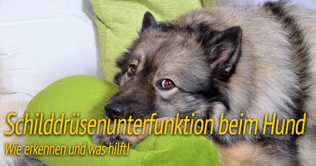Landskab Forlænge Ejeren Schilddrüsenunterfunktion beim Hund ᐅ Hilfe & Tipps ᐅ HundePower.de