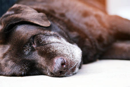 alter nierenkranker Hund mit Niereninsuffizienz