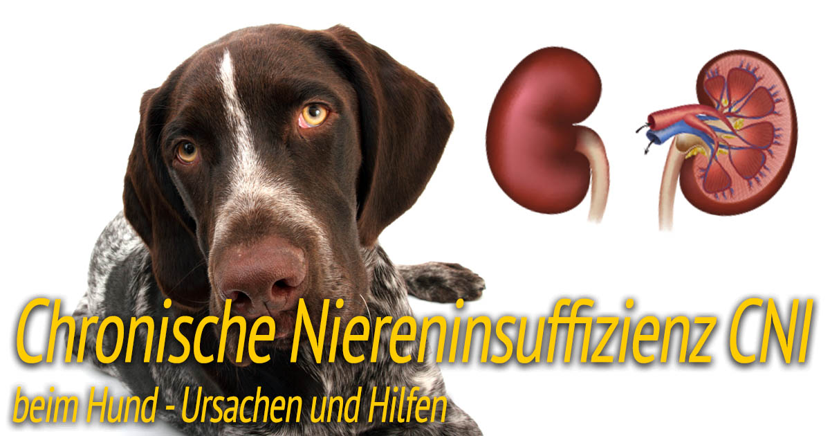 Chronische Niereninsuffizienz beim Hund ᐅ CNI ᐅ HundePower.de