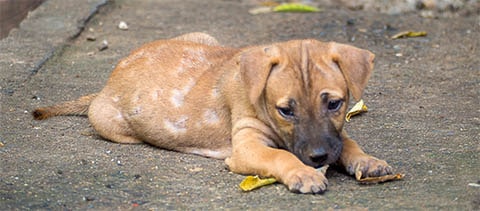 Haarausfall beim Hund ᐅ Fellverlust Ursachen & Hilfe HundePower.de