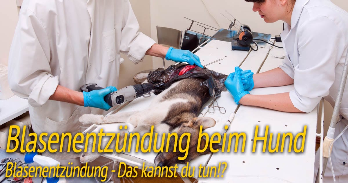 Garderobe Trin Meget sur Blasenentzündung beim Hund ᐅ Hilfe & Tipps ᐅ HundePower.de